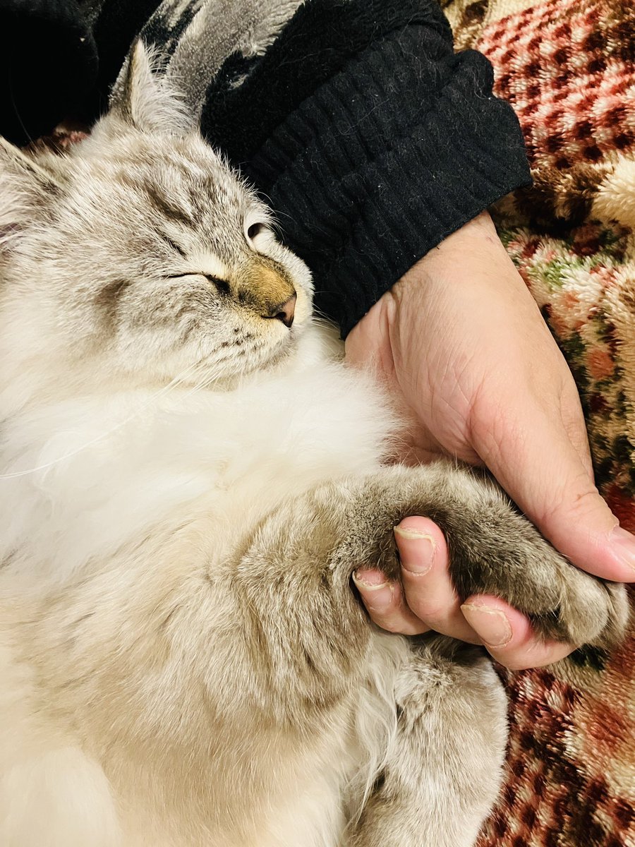yunynto's tweet photo. 手握ったら寝た🥰

#きょうも素敵な猫日和です♪✨ https://t.co/et2wHjqJzz