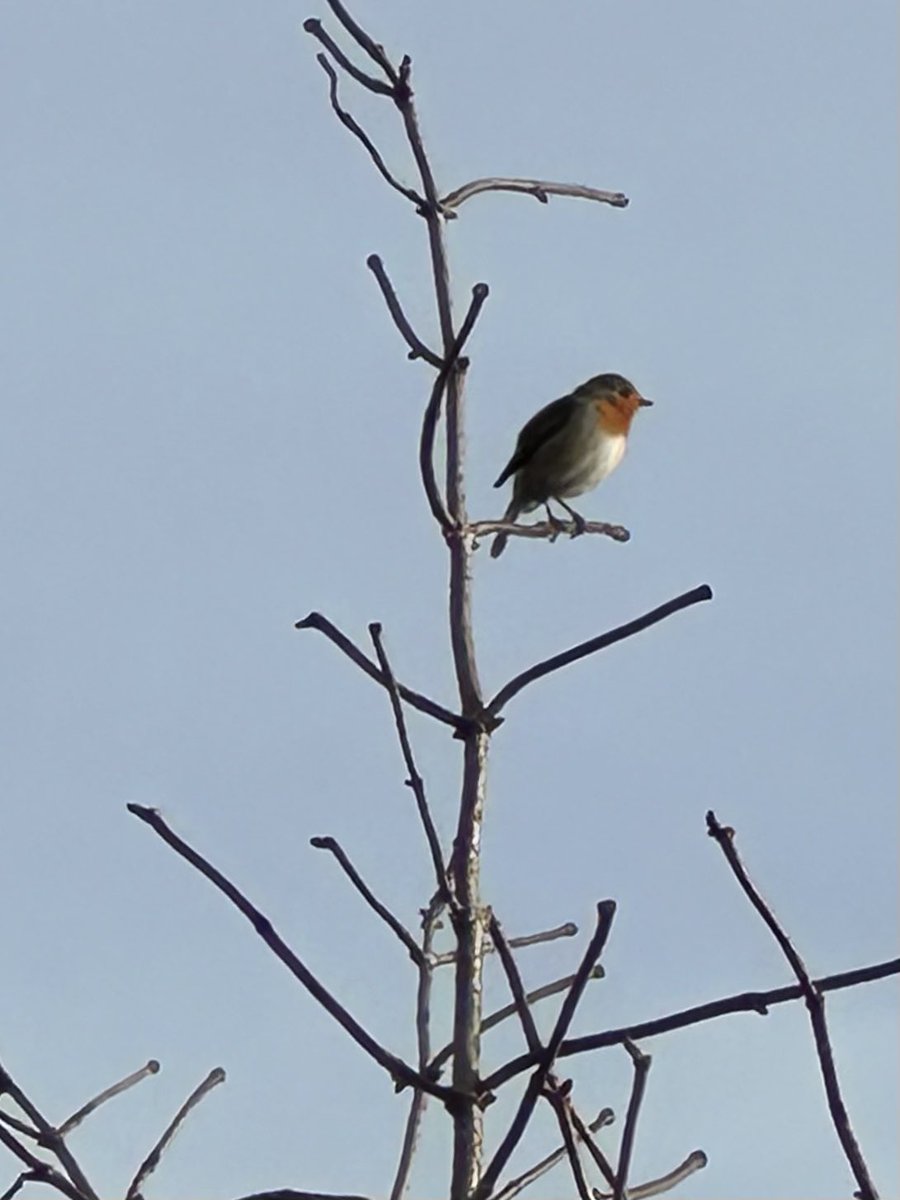 Garten_Berlin's tweet image. Zwischen kahlen Ästen sitzt das Rotkehlchen und hat den Kleingarten im Blick. #Pankow