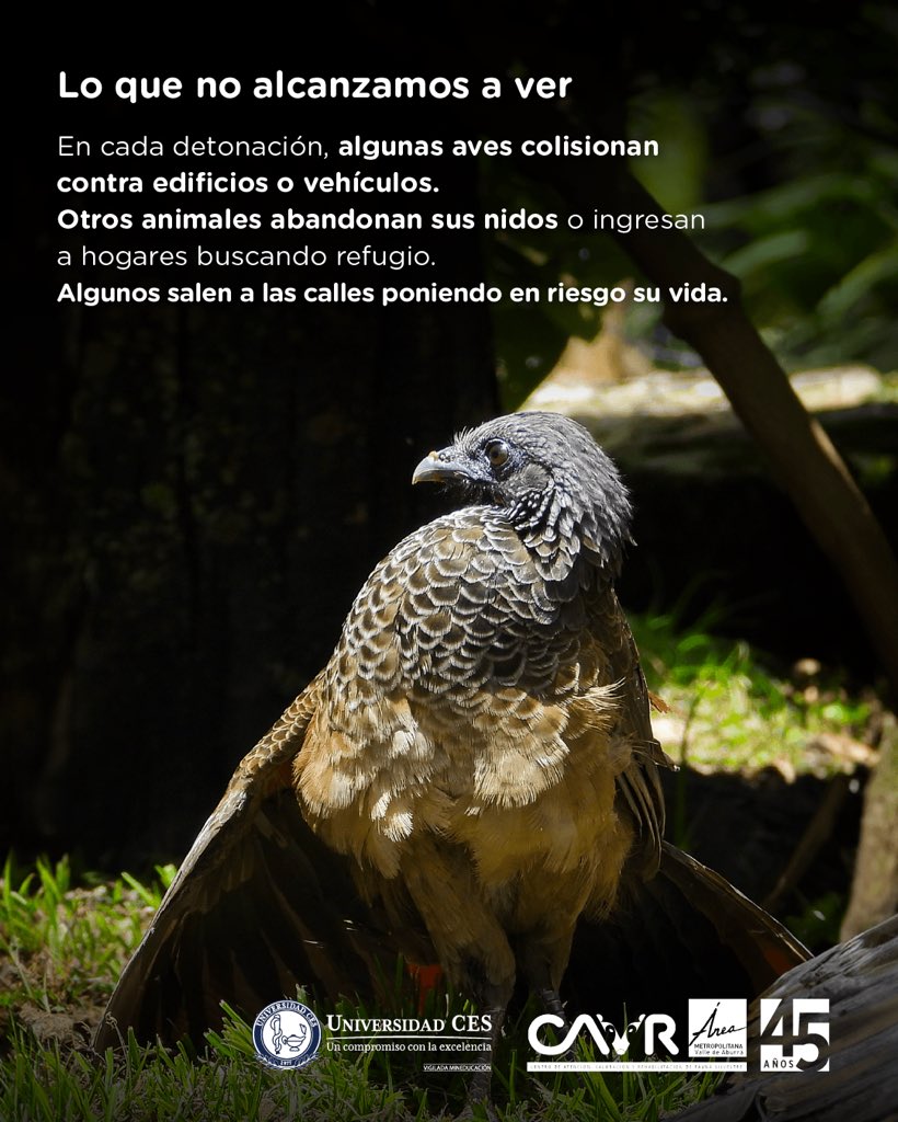 La vida silvestre no tiene voz. Pero tú sí. 
Al decir NO a la pólvora, estás protegiendo la biodiversidad de nuestro Valle de Aburrá.