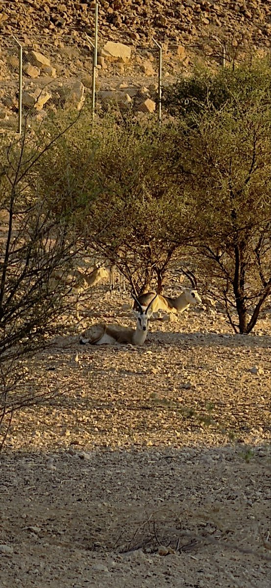 ريّان tweet media