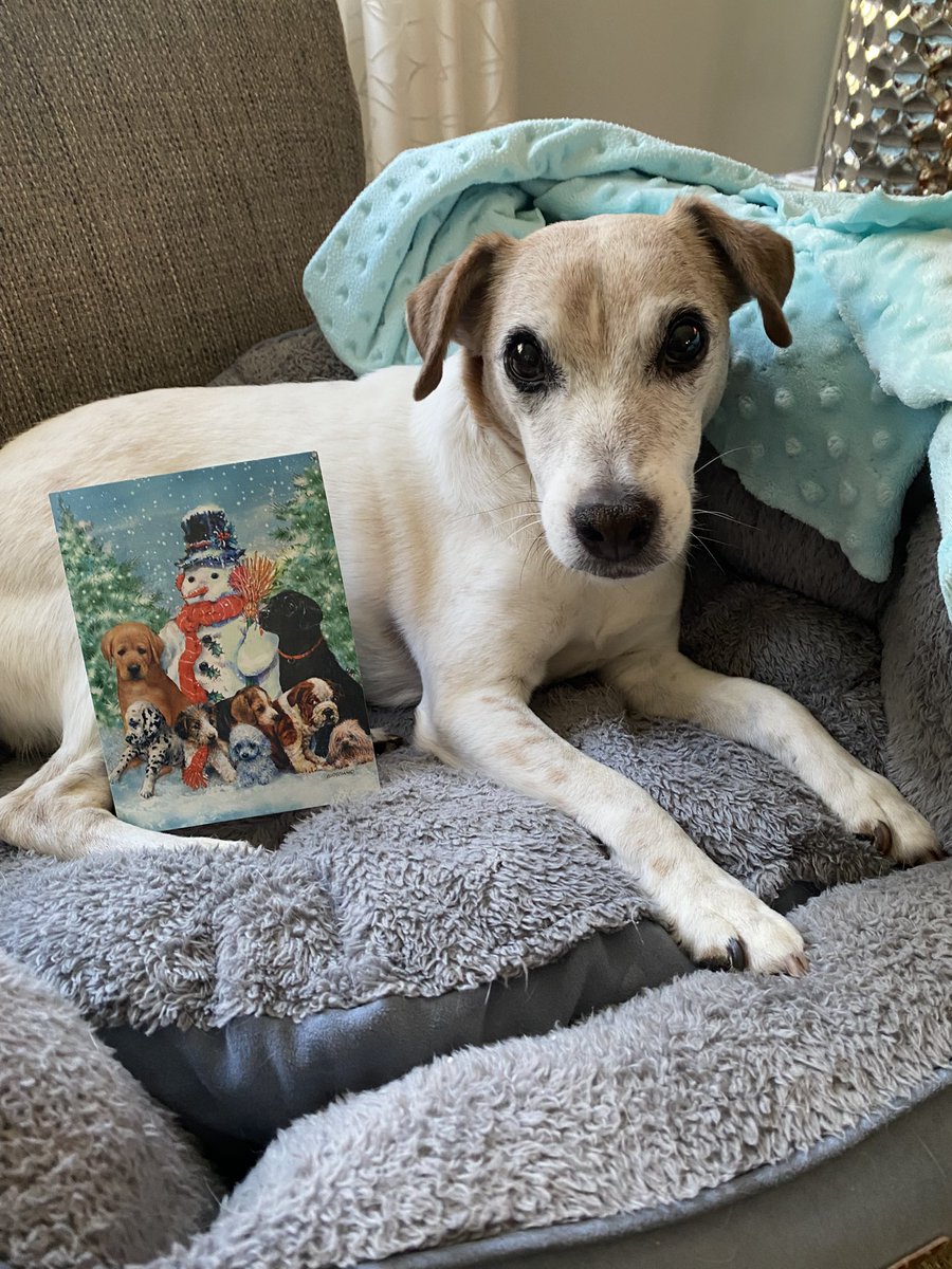 #ChristmasCard🌠 #PupMail📬 #Friendship #sundayvibes #dogs #dogsoftwitter #zshq #dogsofx #Christmas2025 💚
#LittlBear 🎄Our very first Christmas card pals! Thank you Little Bear!! We love it and YOU!! 📬🎄🌠❤️💚