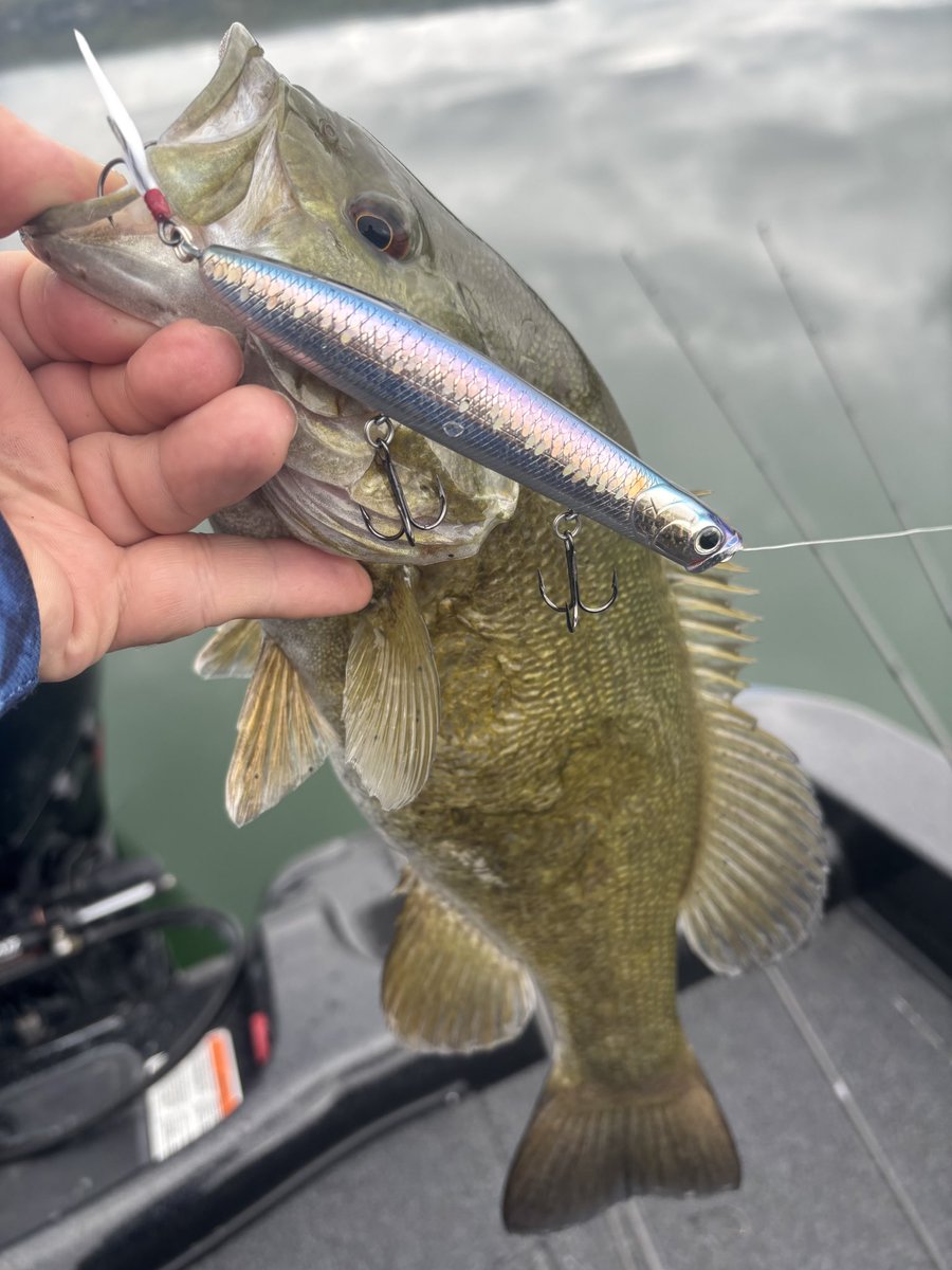 “The Gunfish 117 is a must have topwater bait if you want to catch larger bass. It excels for both smallmouth and largemouth. Try working it as a popper or retrieve the bait with twitches to get a "walk the dog" retrieve.”-George M. Fiorille #Gunfish117 ##MSMJHerring #LuckyCraft