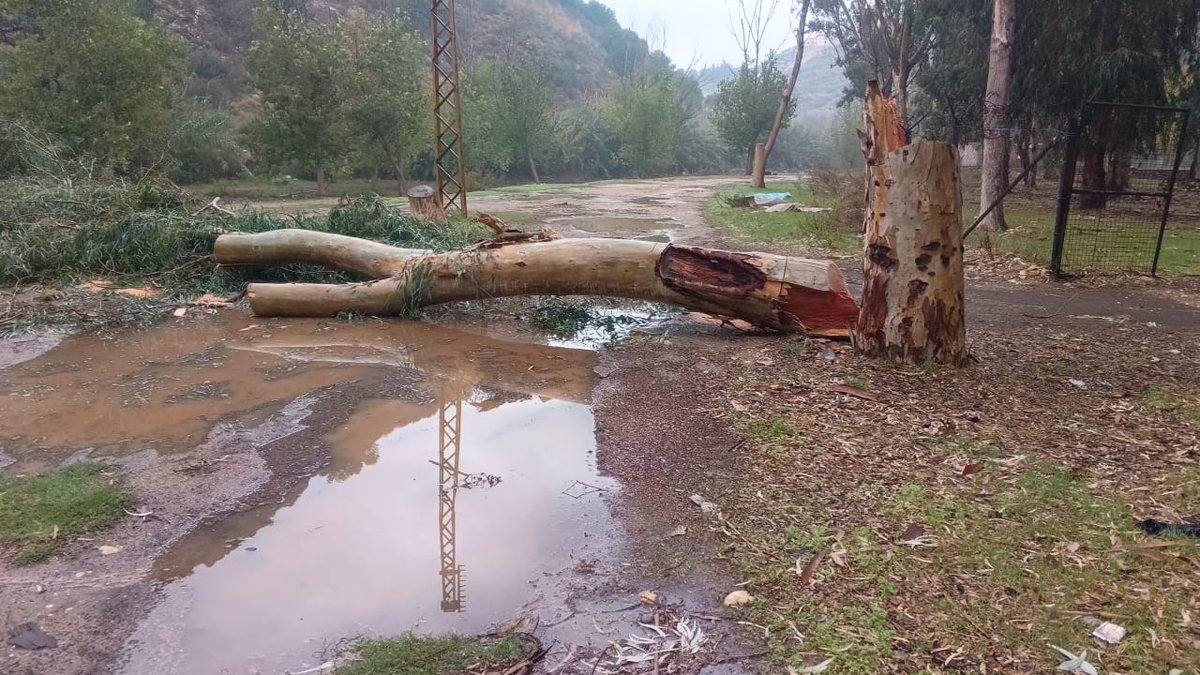 "الليطاني" تلاحق قاطعي الأشجار في أرزي

رصدت المصلحة الوطنية لنهر الليطاني أعمال قطع جائر للأشجار ليلاً داخل الحرم النهري في منطقة أرزي 🌳🪓.

فرق المصلحة وثقت الجريمة البيئية وباشرت الإجراءات القانونية بالتنسيق مع القوى الأمنية لتوقيف الفاعلين 🚓⚖️.

المصلحة تحذّر: "أي اعتداء