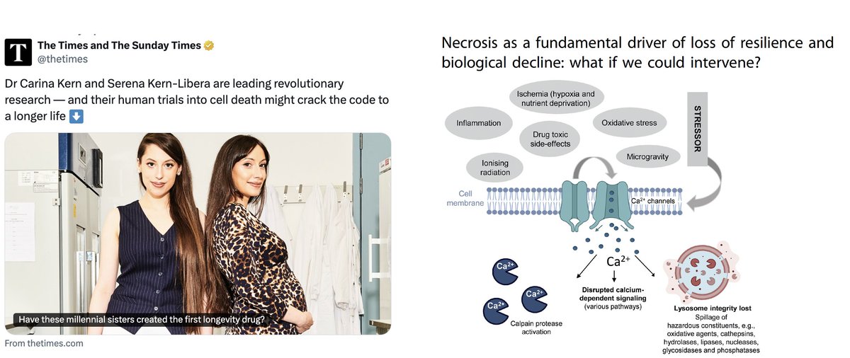 On <a href="/LinkGevity/">LinkGevity</a>'s potential of extending lifespan via blocking cell necrosis and their recent review article; first clinical trial planned to prevent kidney disease in high-risk individuals
thetimes.com/uk/science/art… <a href="/CarinaCarlaKern/">Dr Carina Kern</a>
nature.com/articles/s4138…