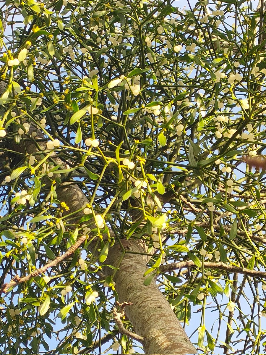 Tree_Folklore's tweet image. It was once believed that when lightning struck a tree, it could leave behind a rare &amp;amp; magical growth of mistletoe ⚡✨

The truth is a little less dramatic but just as fascinating...when birds like the mistle thrush eat the milky white berries, they wipe the sticky residue from…