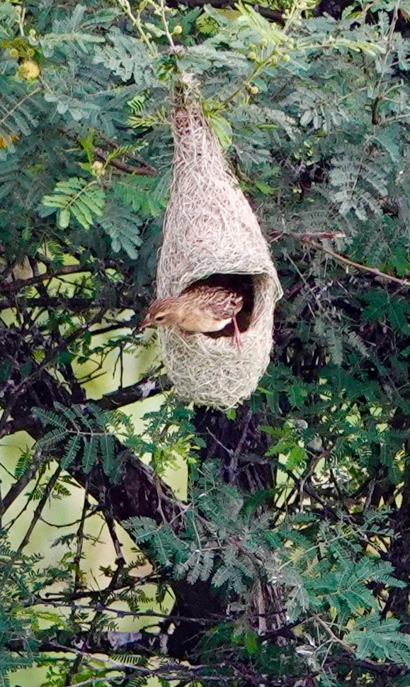 Dr. Reeteka Sud (Bluesky: reeteka.bsky.social) tweet media