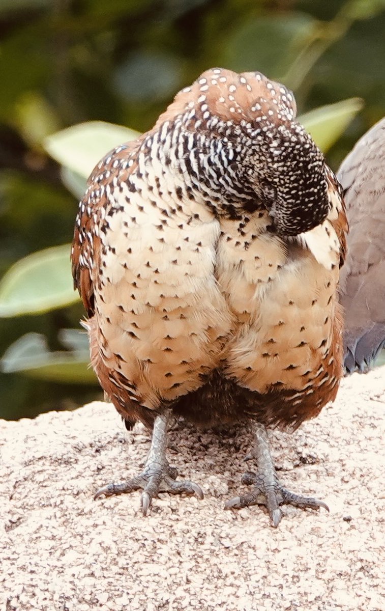 Dr. Reeteka Sud (Bluesky: reeteka.bsky.social) tweet media