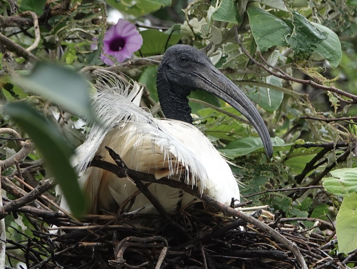 Dr. Reeteka Sud (Bluesky: reeteka.bsky.social) tweet media