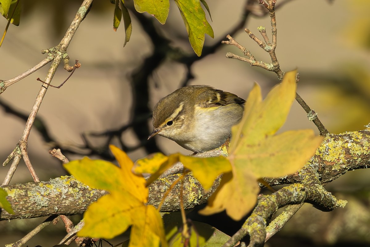 CDLWildlife's tweet photo. Yellow-browed Warbler finally seen at Broadsands this morning. https://t.co/IPQvTjkODM