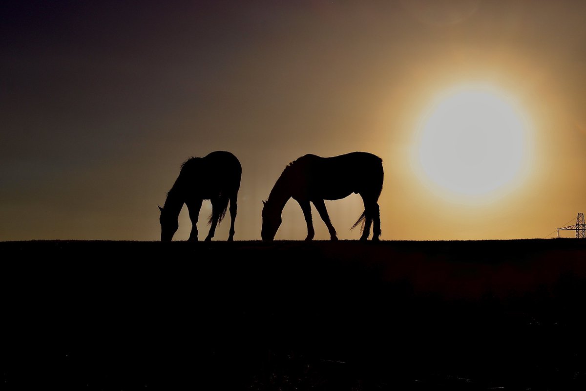 Edel Mairs tweet media