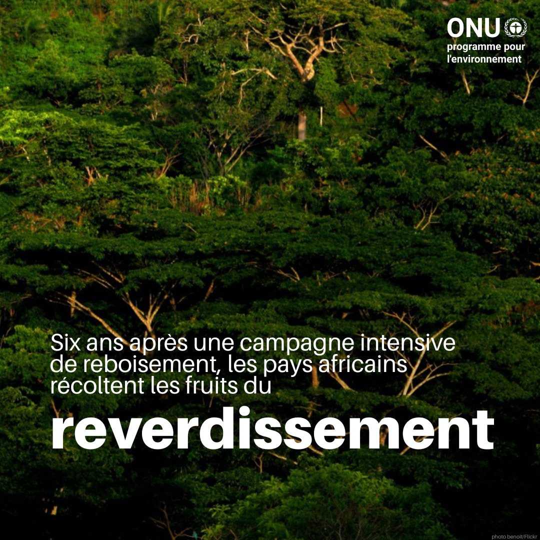 Six ans après une campagne massive de reboisement, les communautés africaines constatent de vrais changements : près de 949 hectares de terres restaurées, retour de la faune, amélioration des précipitations et augmentation des revenus locaux.

Lire plus : unep.org/fr/actualites-…