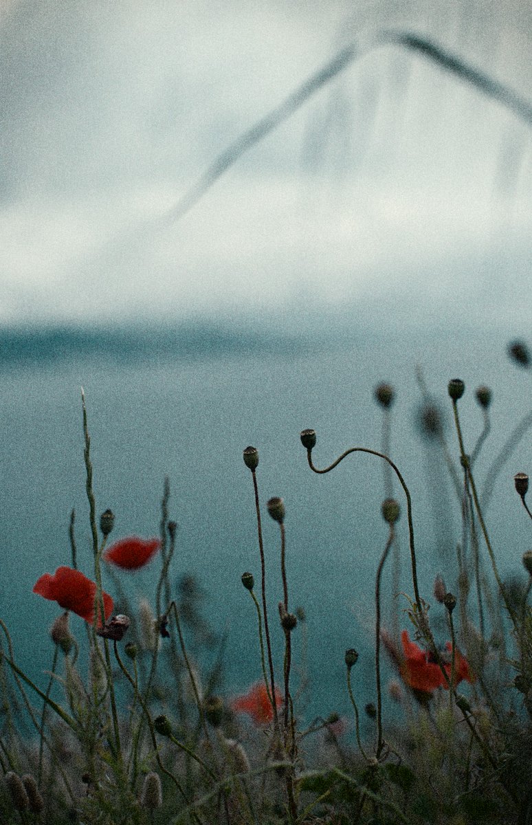 nft_clctr's tweet image. I have just collected &quot;Petals at the Edge of Night&quot; by @SveBekyarova on @objktcom objkt.com/tokens/KT1WE3Z…