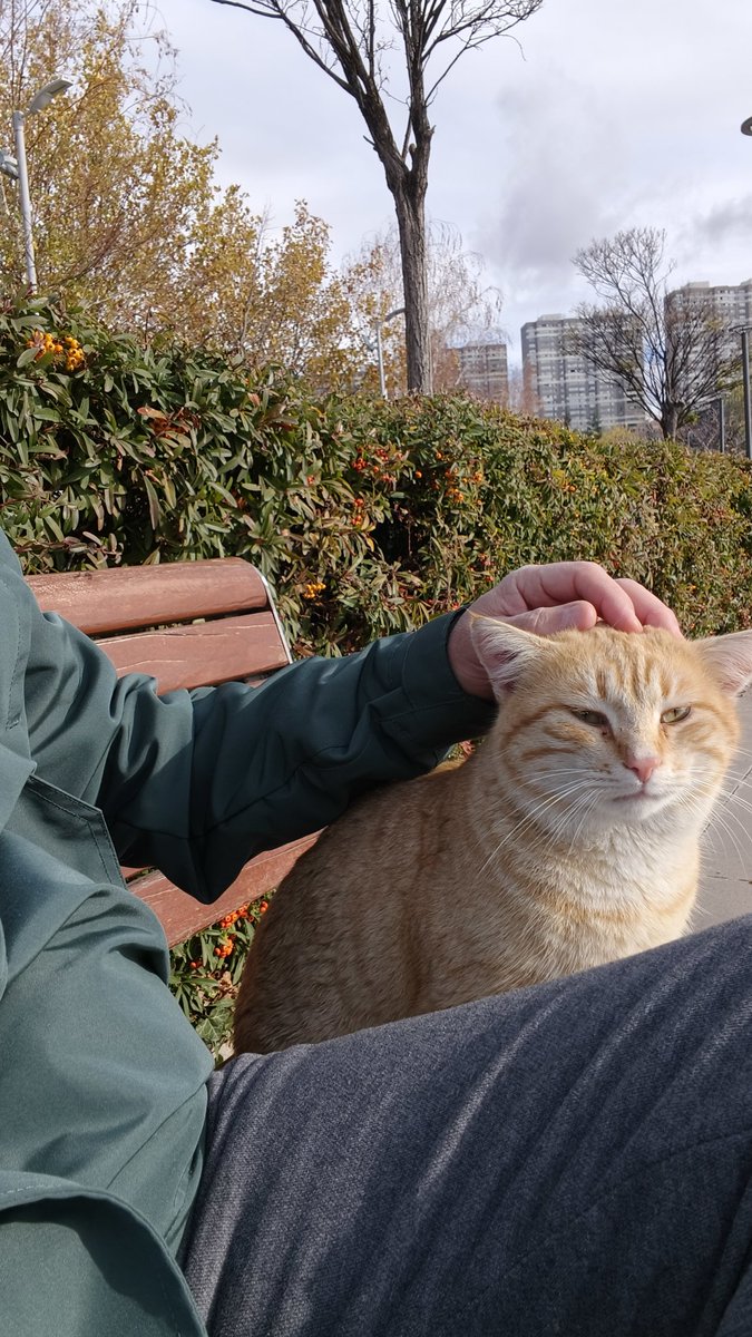 Ne dil ister, ne de büyük sözler,
Sadece güven ve içten bir his.
El uzanır, sevgiyle okşar tüyler,
İşte budur gerçek dostluk dediğimiz.👍