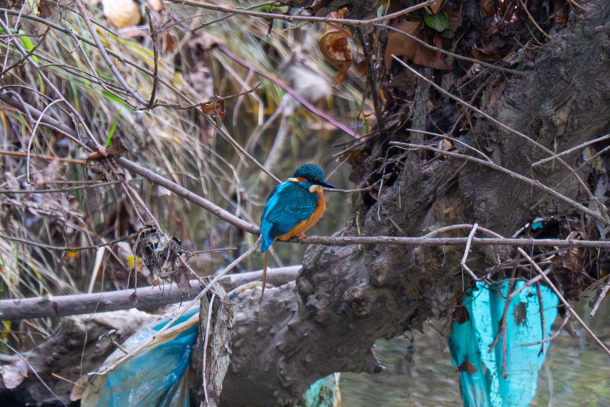 Cuando paseo por el río con mi chica, jugamos a "basura o martín" cuando vemos algo azul en una rama. Por desgracia, son más veces las que vemos restos de plásticos azules en el río. Ayer vi a este precioso macho de martín pescador entre la basura. Comparte para concienciar 🙏