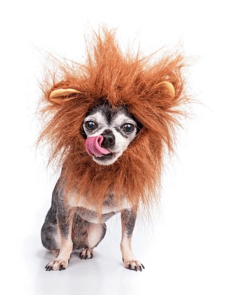 GxlDeFekir's tweet photo. El león en cuestión: https://t.co/GwVQT1N3Pb
