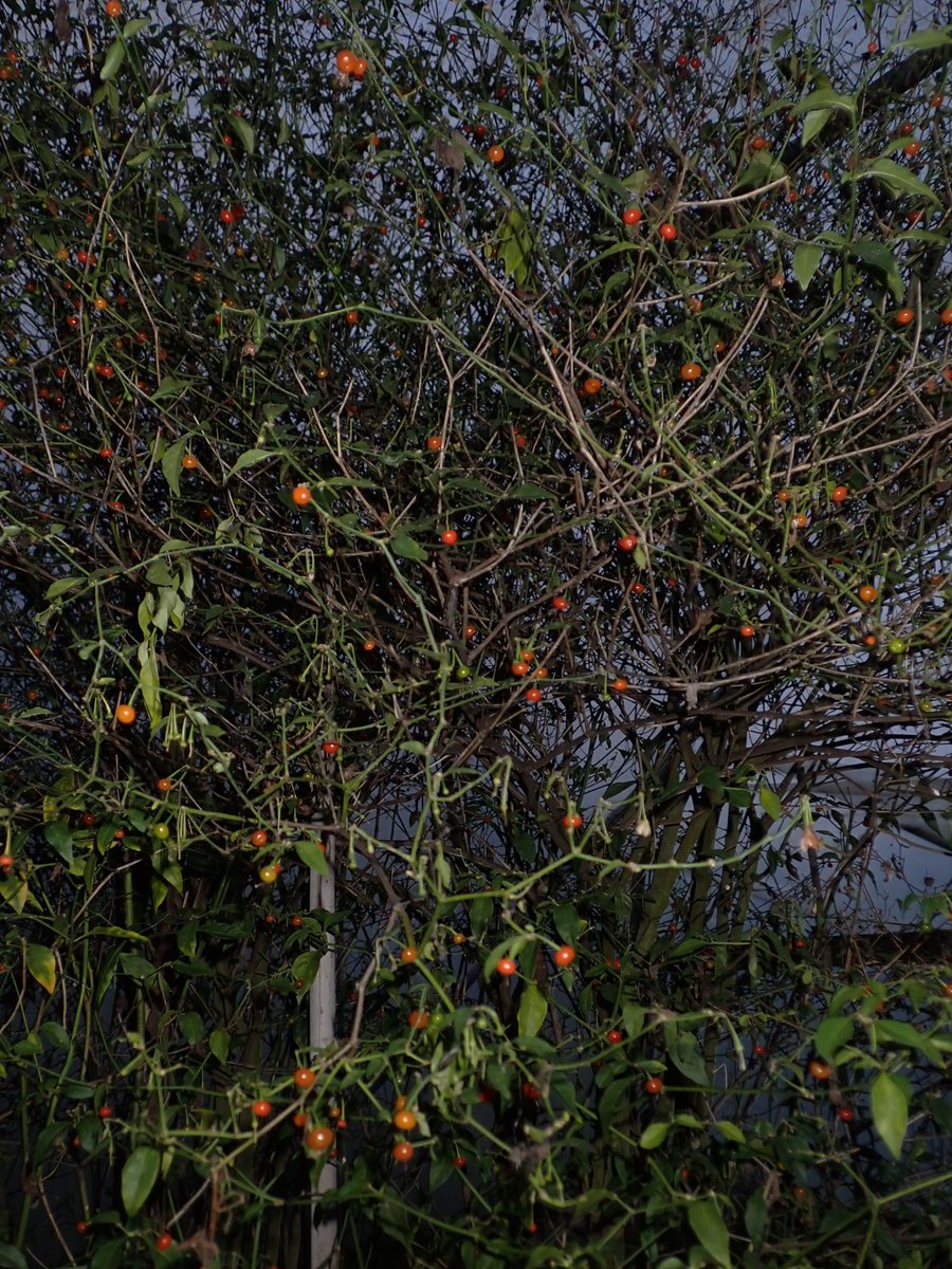 Chris Fowler tweet media