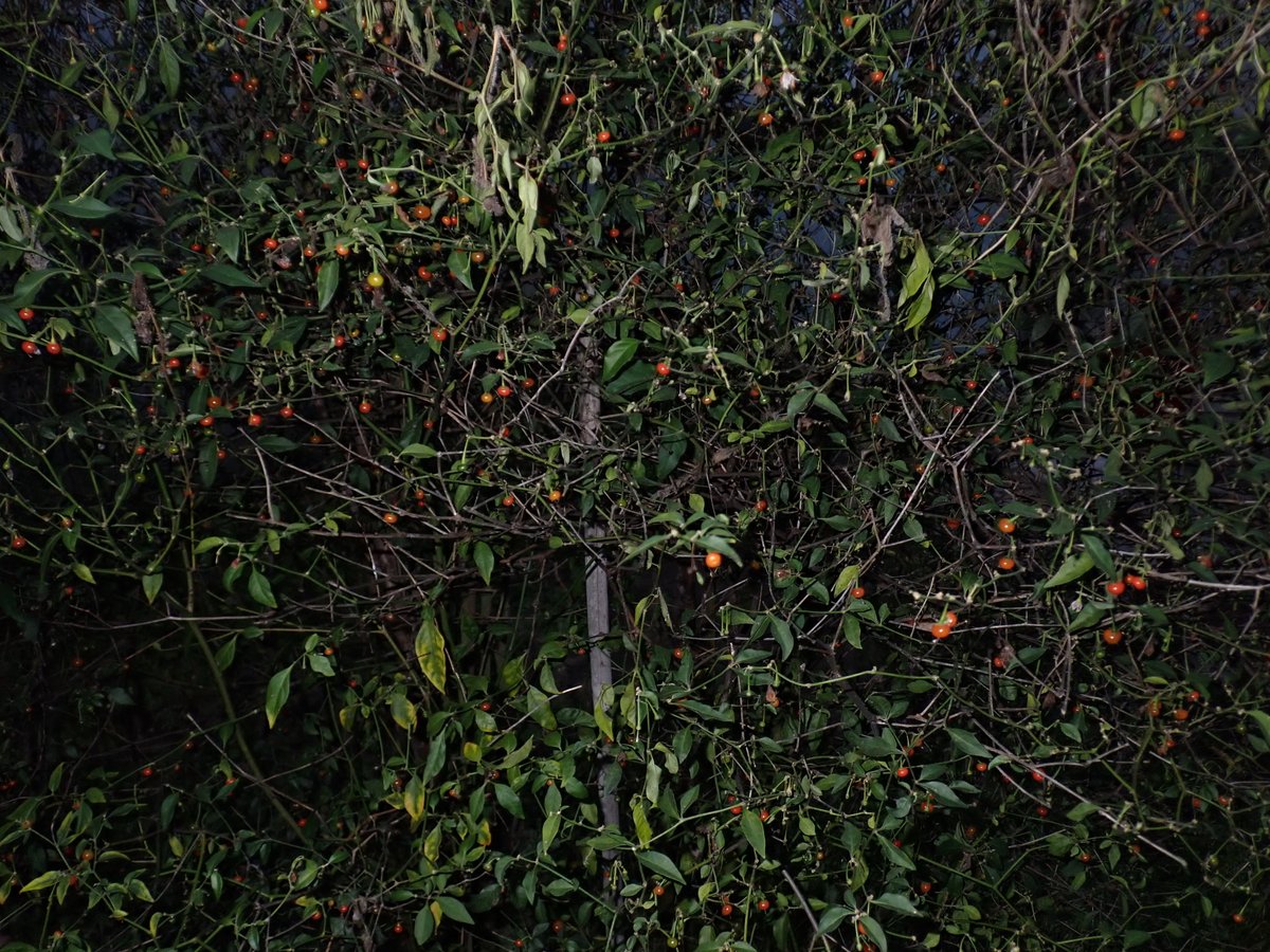 The UK's biggest/oldest capsicum plants will be 12 next year.  These old Flexuosum trees produce superb quality seeds way larger than most and still lots of pods to pick!  Seeds available below, adding other Flex types in the free extras 🇧🇷🏴󠁧󠁢󠁷󠁬󠁳󠁿🌶️🔥

welshdragonchilli.weebly.com