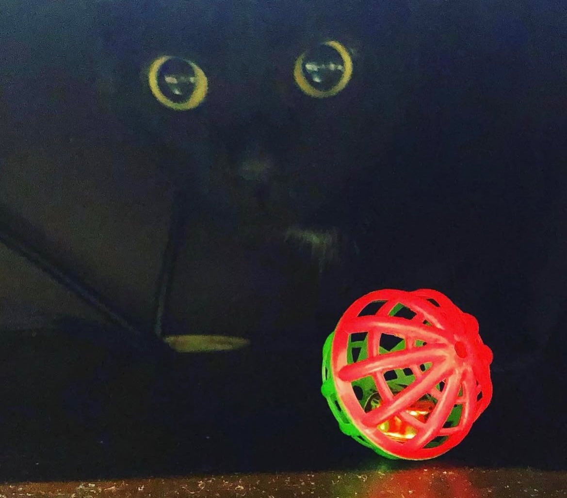 aagathacat's tweet image. Feliz #domingo a todos, sean felices😺

⭐️Recuerda: ¡Diciembre llega para recordarnos que siempre hay motivos para sonreír!
Y para ponerle color a la vida.⭐️
#sundayvibes #FelizDomingoATodos #cats #love