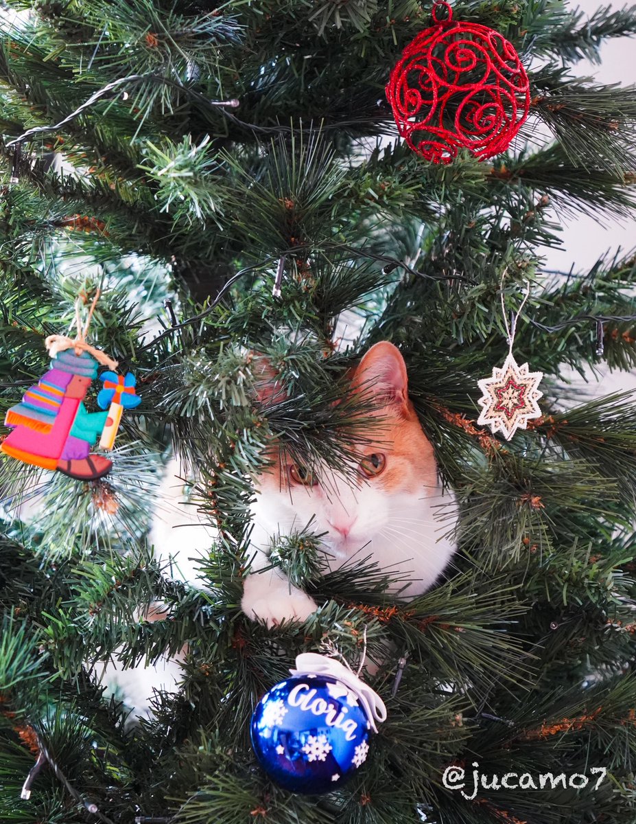 Juan C Montenegro A tweet media