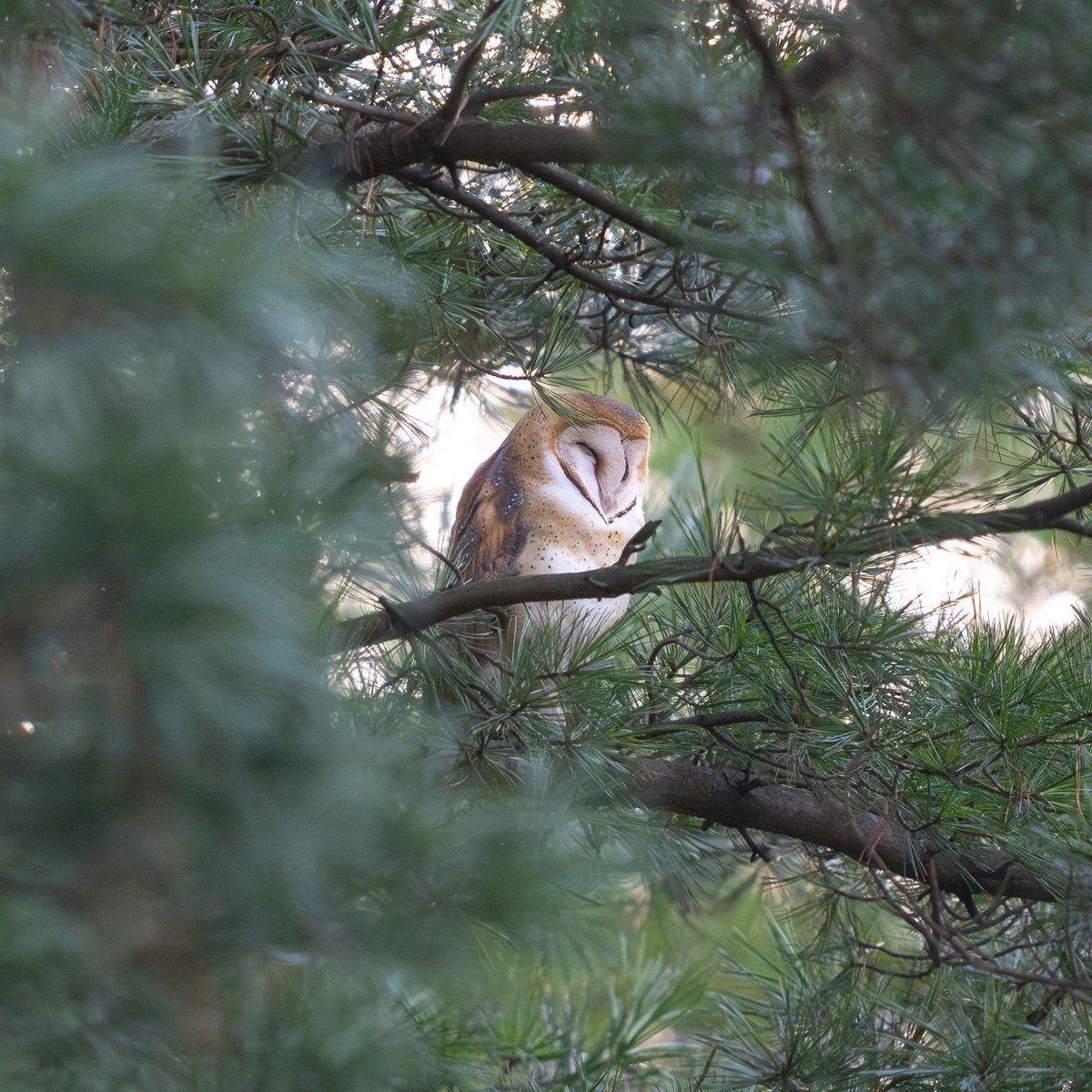 jacquelineUWS's tweet image. Barn owl nestled in a conifer in the Central Park Pinetum a few days ago.
💕🦉😴

#birding #birdcpp