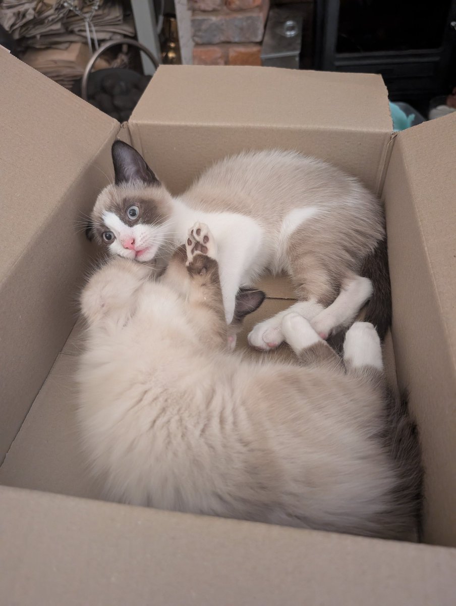 Slightly Dotty ♥️ tweet media