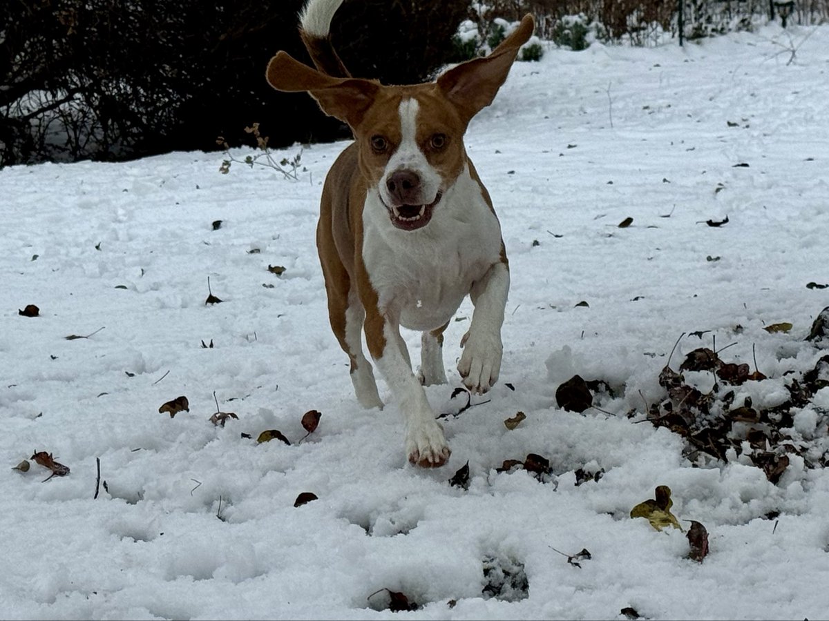 Elwood having fun in the first snowfall, Pete just says, I’m good let me back in, #beaglelife #snow #michigan #fun #zoomies #cold