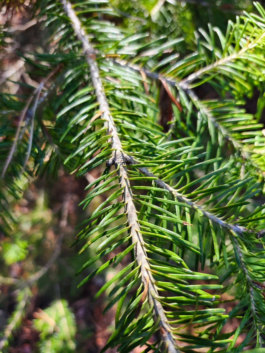GregLionhart's tweet image. #Evergreen #Tree #Hiking #MyPhoto #Photography