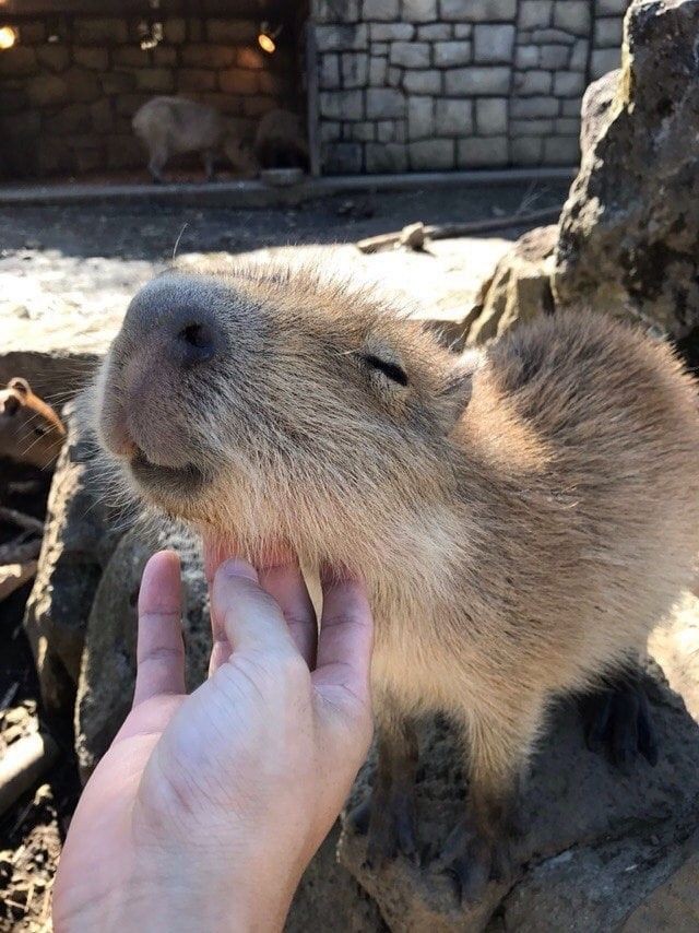 happ2capybara's tweet image. 어느덧 12월입니다
여러분이 보낸 지난 11개월은 어땠나요? 힘든 일도 많고 속상한 일들도 있었겠지요? 유난히 지겹고 버거운 한 해였을지 모릅니다
끝이 좋으면 긍정적으로 기억되기 마련이잖아요
12월은 그동안 있었던 힘든 일들을 다 잊게 해줄 만큼 좋은 일이 가득하기를 바라봅니다