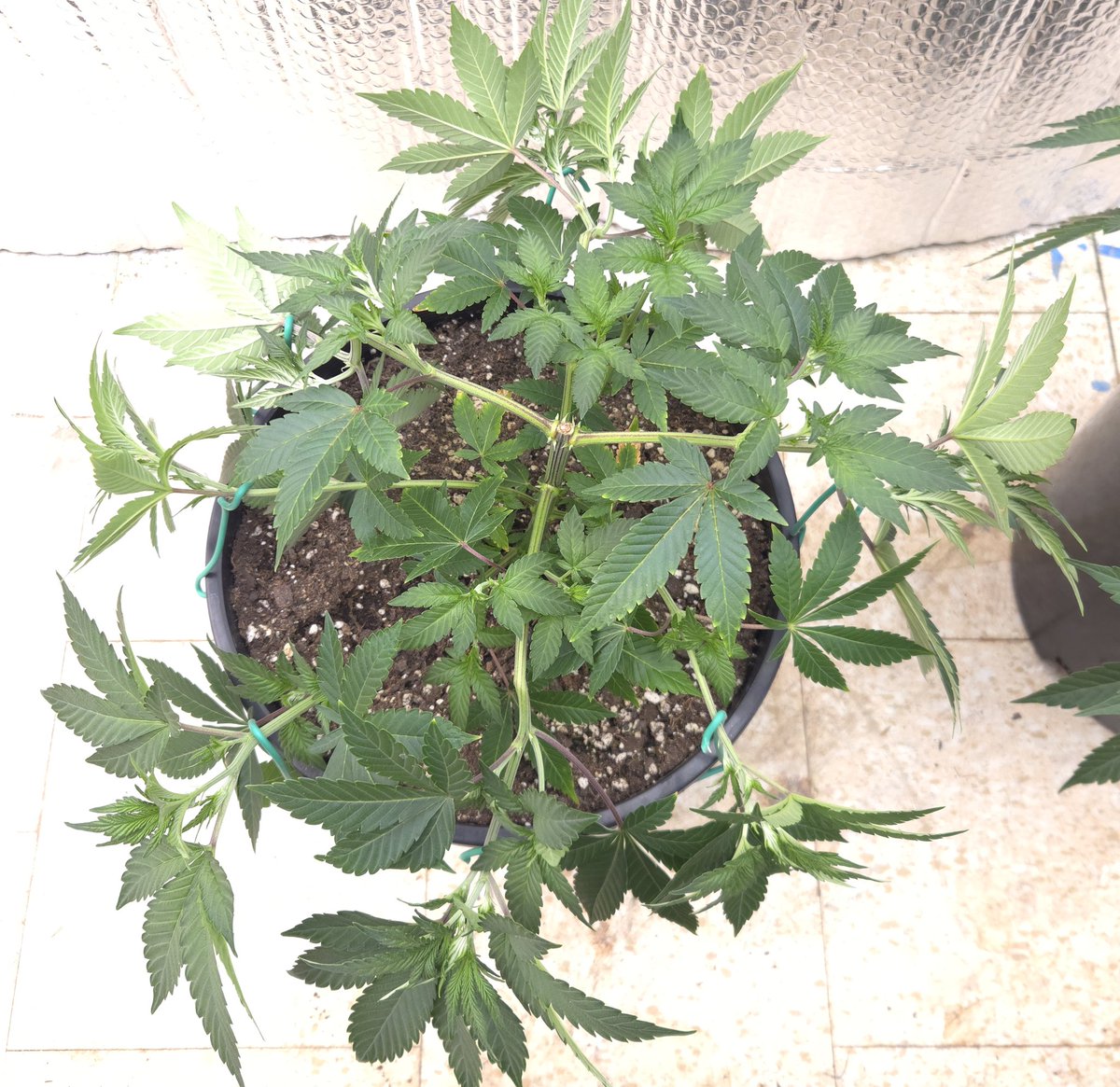 kclightup's tweet image. Plants rebounded fast after LST this morning. Should be a nice canopy when it&apos;s time to flip to flower. 
#growyourown #fuckcancer #GetScreened