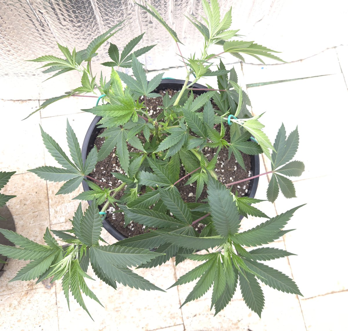 kclightup's tweet image. Plants rebounded fast after LST this morning. Should be a nice canopy when it&apos;s time to flip to flower. 
#growyourown #fuckcancer #GetScreened