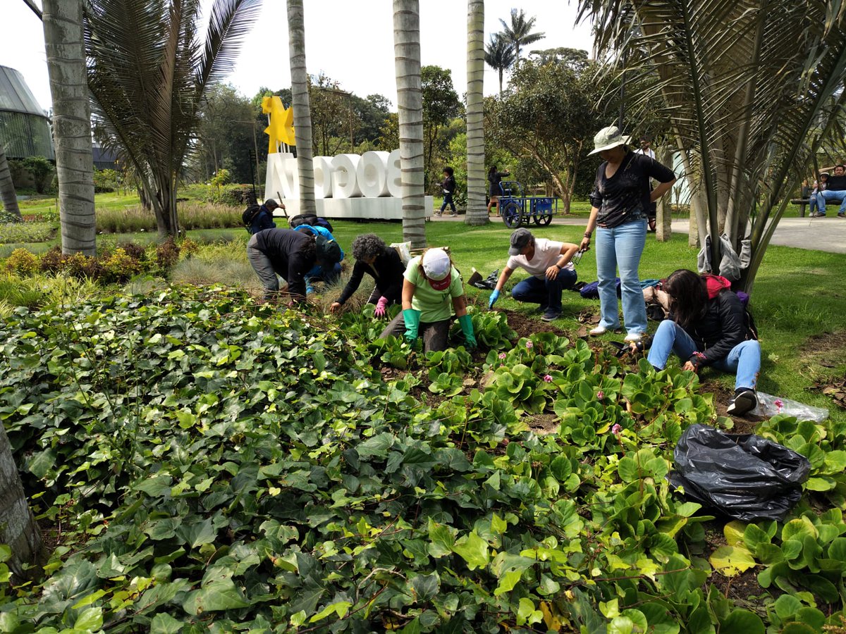 SalitreOriental's tweet photo. Gracias al @JBotanicoBogota y la Veeduría Ambiental de Ciudad Salitre, durante 2 sábados, 14 residentes, recibieron capacitación sobre Jardinería Urbana. Ahora con un equipo formado, el compromiso es mantener los Jardines Urbanos y Biodiversos de #CiudadSalitre #comunidad #VACSE https://t.co/DoeSFJqBAE