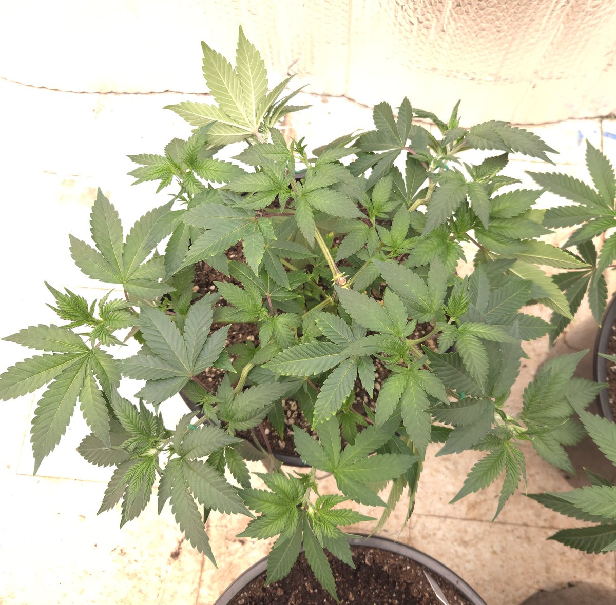 kclightup's tweet image. Plants rebounded fast after LST this morning. Should be a nice canopy when it&apos;s time to flip to flower. 
#growyourown #fuckcancer #GetScreened