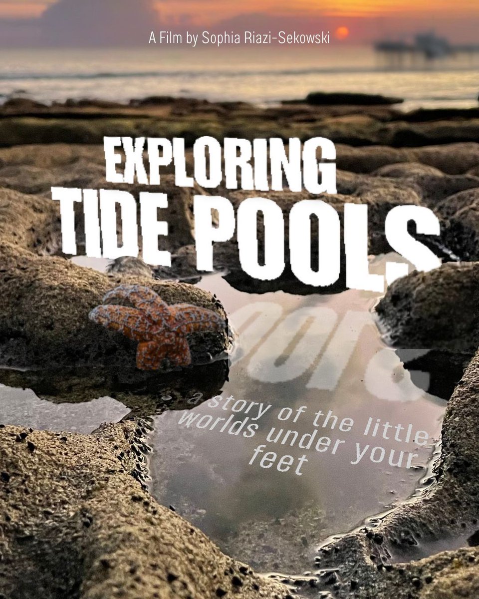 Salty_Cin's tweet photo. Salty Cinema will be screening Exploring Tide Pools - an aspirational, Go-Pro-esque adventure into the tiny marine worlds under our feet. 

FREE event! RSVP linked in bio.
Wednesday, Dec 3rd, 5-8pm

#SaltyCinema #FilmFestival #NatureFilms #MarineScience #LaJolla #UCSD #SanDiego https://t.co/Xej1ixCSif