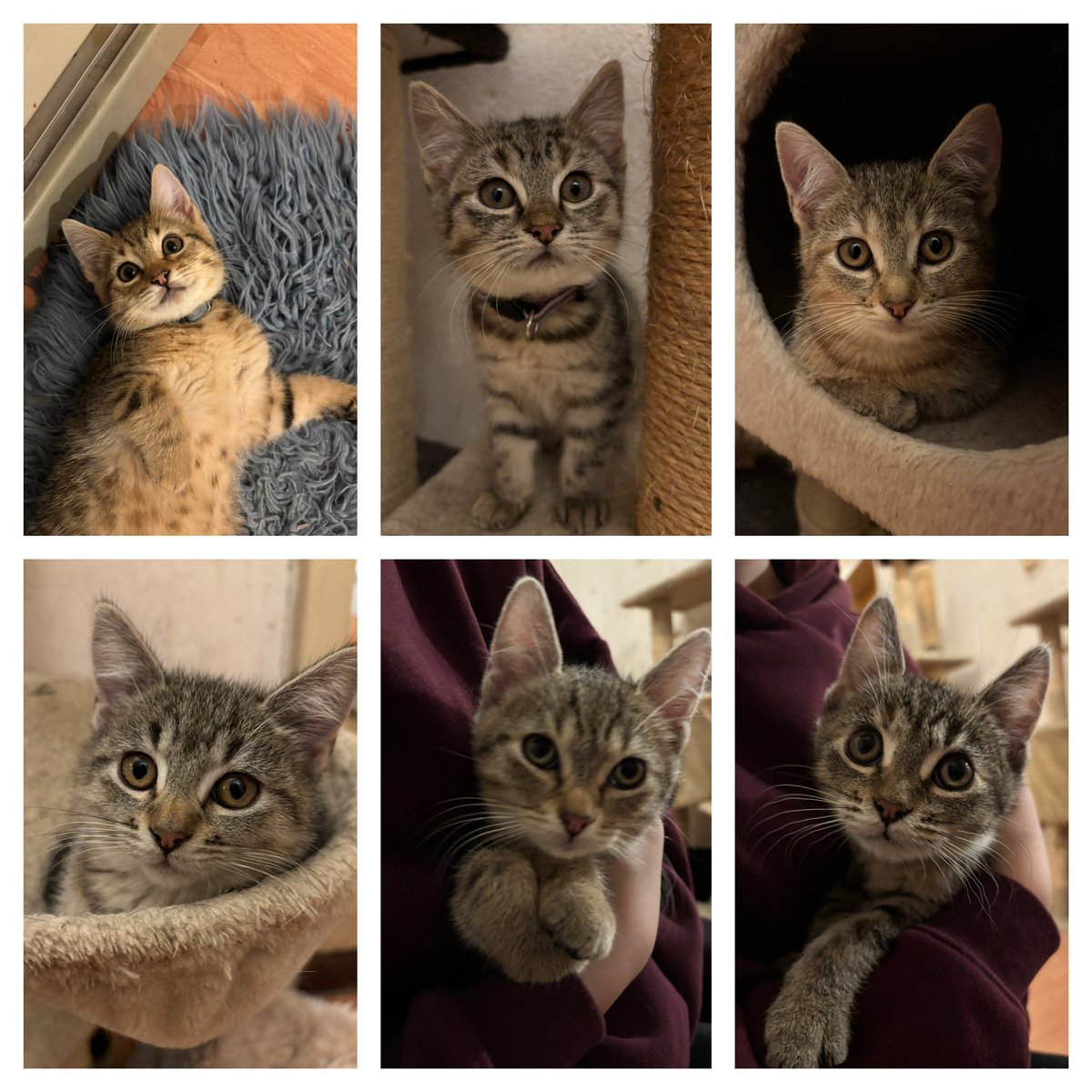 Die Renn-Saison neigt sich dem Ende zu und auch die Lemminge könnten bald in eine neue Familie starten 🥺🥺🥺🥺  Mad Max RB, Miss Mercedes, Lady Aston, Madame Alpine, Sir Lando ML und die zarte Ferrari ❤️❤️❤️ <a href="/TinkerBell_just/">Just Tinker Bell</a> #nordstadtkatzen