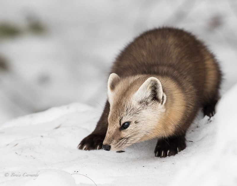 [🔗](api.tinyfox.dev/hourly/pinemar…)