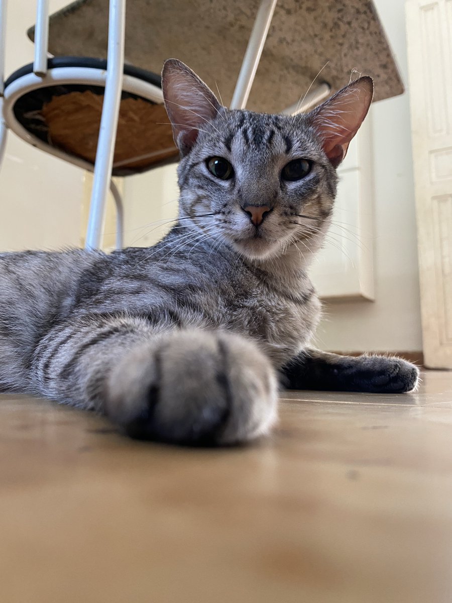 Little update on the little boy:

Thankfully everything is working good. He’s healing as it should be! Today is the 5th day and the surgery has improved healing and despite some little crisis, he is getting more comfortable and probably pain relief 🖤