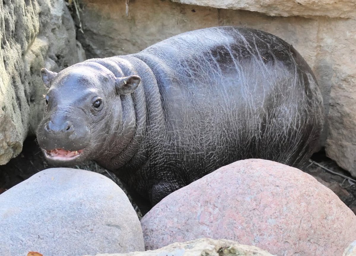 Got caught in the cookie jar again… 

but don’t worry, I was funneling snacks and funds to my animal friends. 

$Mars operates a very ethical black market. 

Cfmo6asAsZFx6GGQvAt4Ajxn8hN6vgWGpaSrjQKRpump