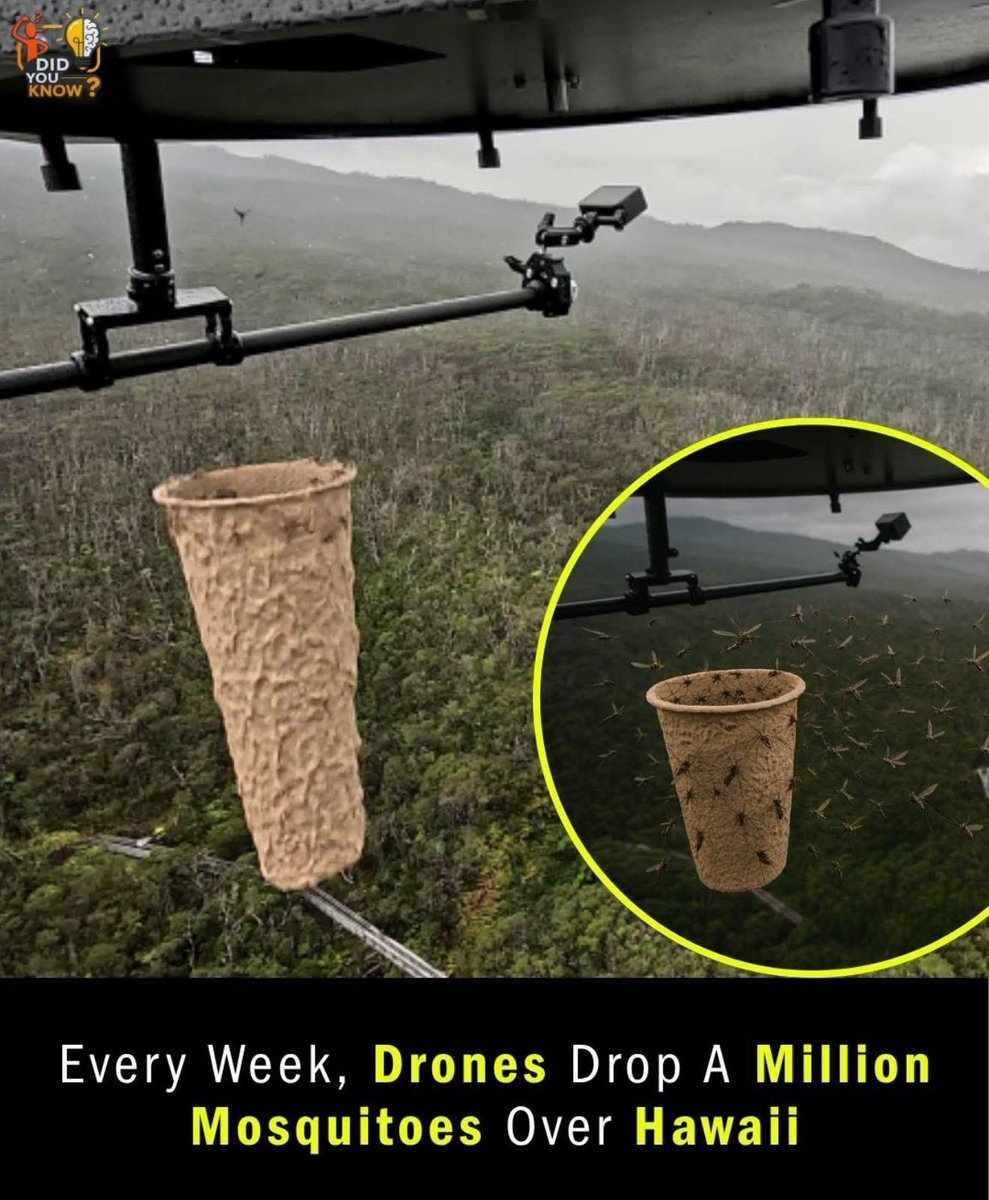 Freestuv1's tweet image. Good evening Prof @arojinle1 . Why are they doing this when most countries in Africa are looking for ways to eradicate mosquitoes 🦟 totally? 

I am really to have your insight on this, sir.