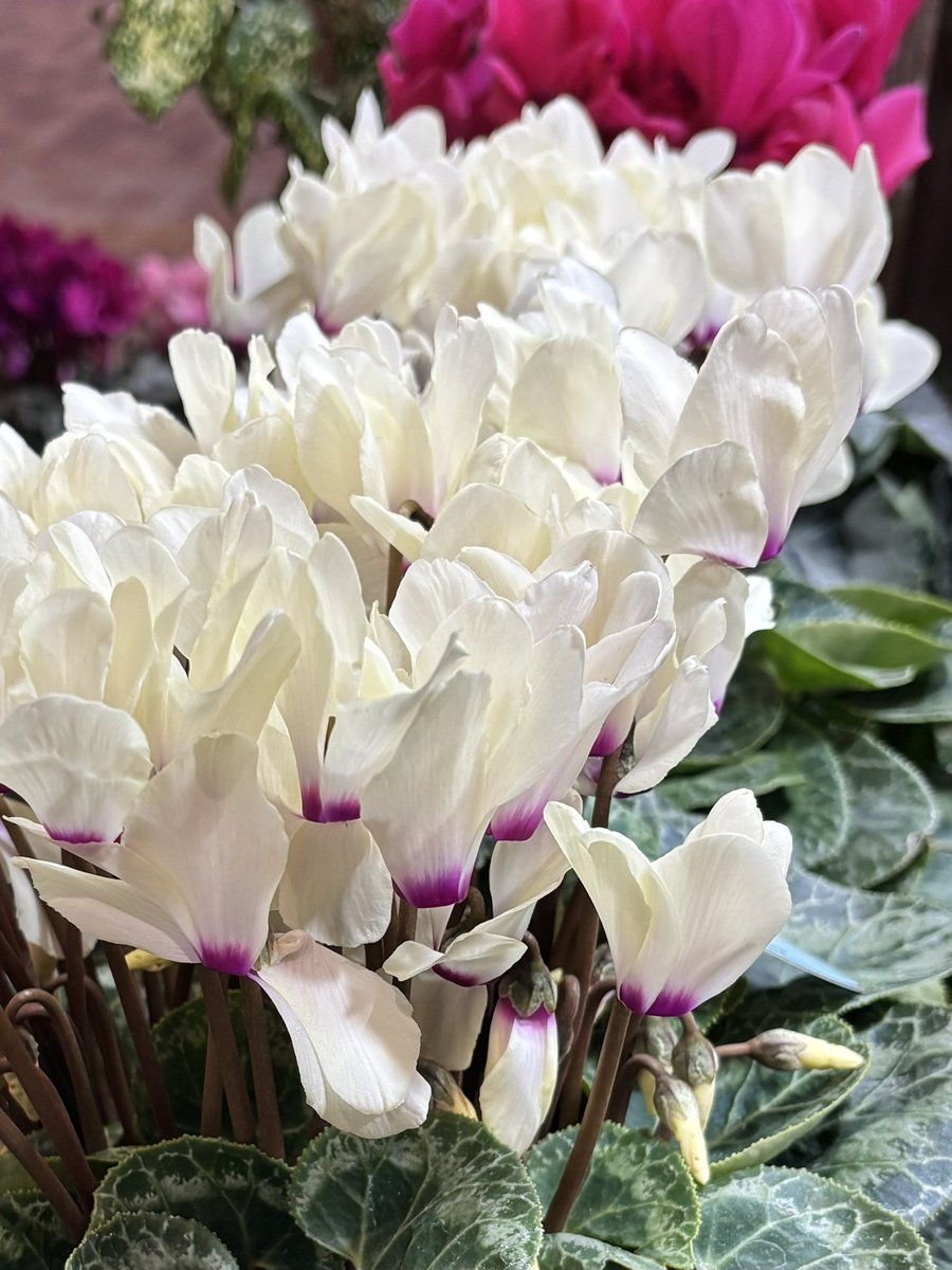 🍃･ﾟﾟｵﾊﾋﾟꔛ🐣ᩚ𓈒𓂂𓏸

（´͈ ᵕ `͈ ꯁꯧスモア☁️ﾁｮｺﾚｰﾄ🍫🤎ﾌﾗﾍﾟﾁｰﾉ𖠚ᐝ

夜明け前
日中21℃
(*˙ᵕ˙)ᴴᴱᴸᴸᴼ¨̮♥️December
今月もﾖﾛｼｸお願いしﾏｽ
週初め月曜日
元気にいってみよ~✊🏻
…そんな朝

今週もﾖﾛℝ𝕚𝕟🔔ᒼᑋªⁿ
からのɢ∞פ⋆day

#イマソラ
ｱｰﾝﾄﾞꔛ🎀