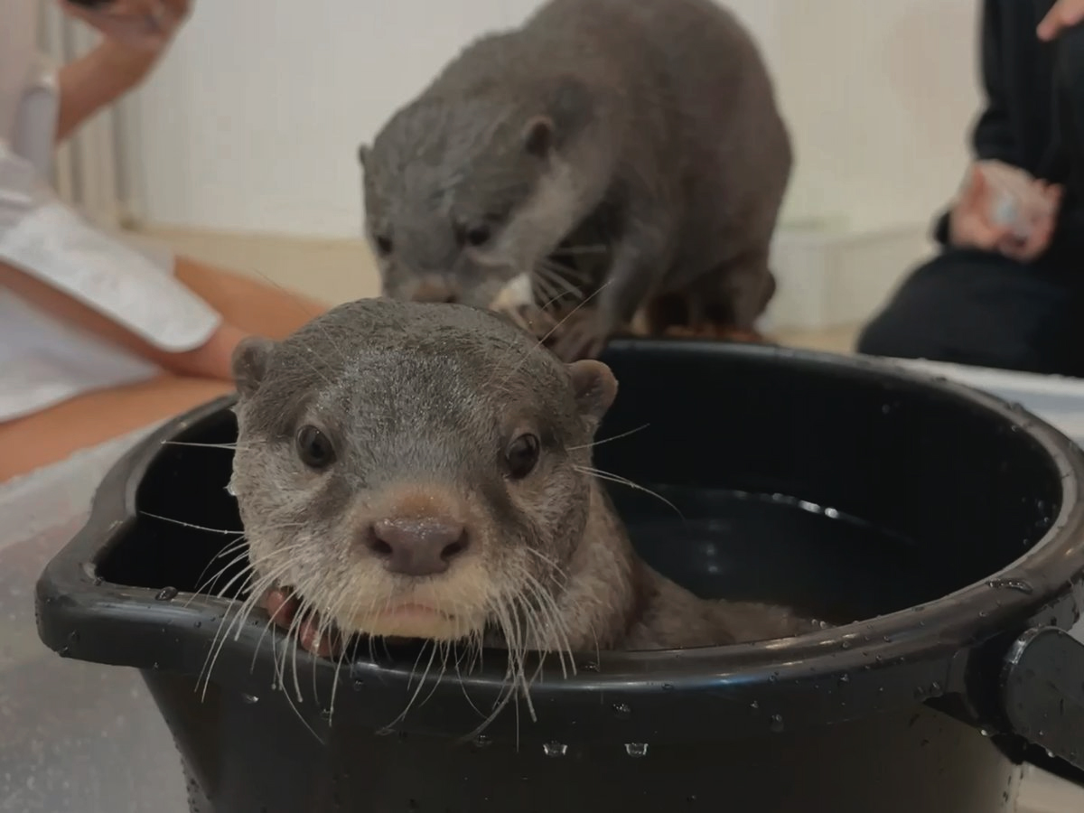 _cxllide's tweet image. ⠀⠀⠀ ⠀⠀ ⠀⠀

⠀⠀⠀ ⠀⠀ ⠀⠀⠀⠀⠀ ⠀⠀ ⠀⠀    （ 夜に駆ける ）
⠀⠀⠀ ⠀⠀ ⠀⠀⠀⠀⠀ ⠀⠀ ⠀⠀⠀⠀⠀  #visualns 

⠀⠀⠀ ⠀⠀ ⠀⠀