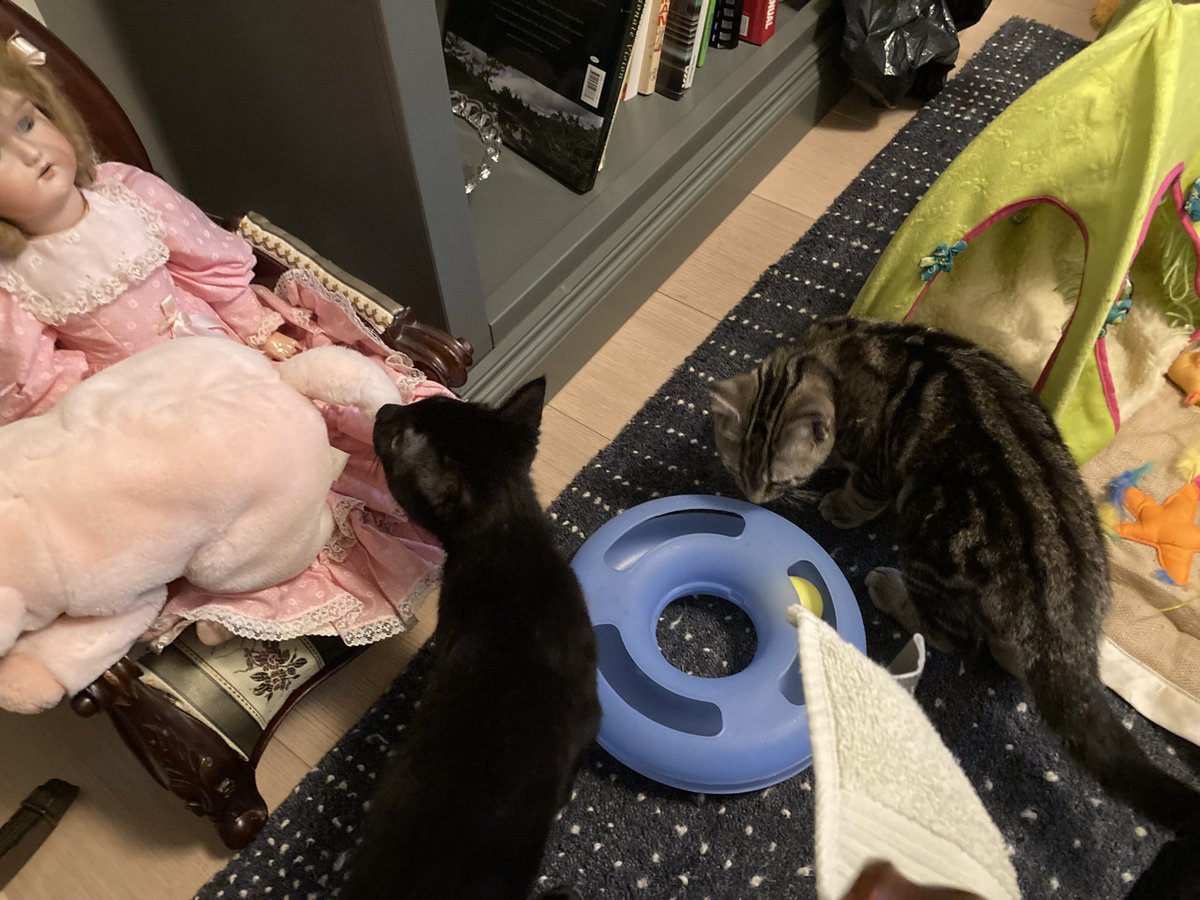 leet_muffin's tweet image. INTRODUCING: Varsho (stripey) and Clement . So far they are completely sweet and adorable and extremely well behaved active but not crazy. Max is very interested, but I’m keeping them separate for now. They’ve had a little mini introduction.@PickliciousF look!