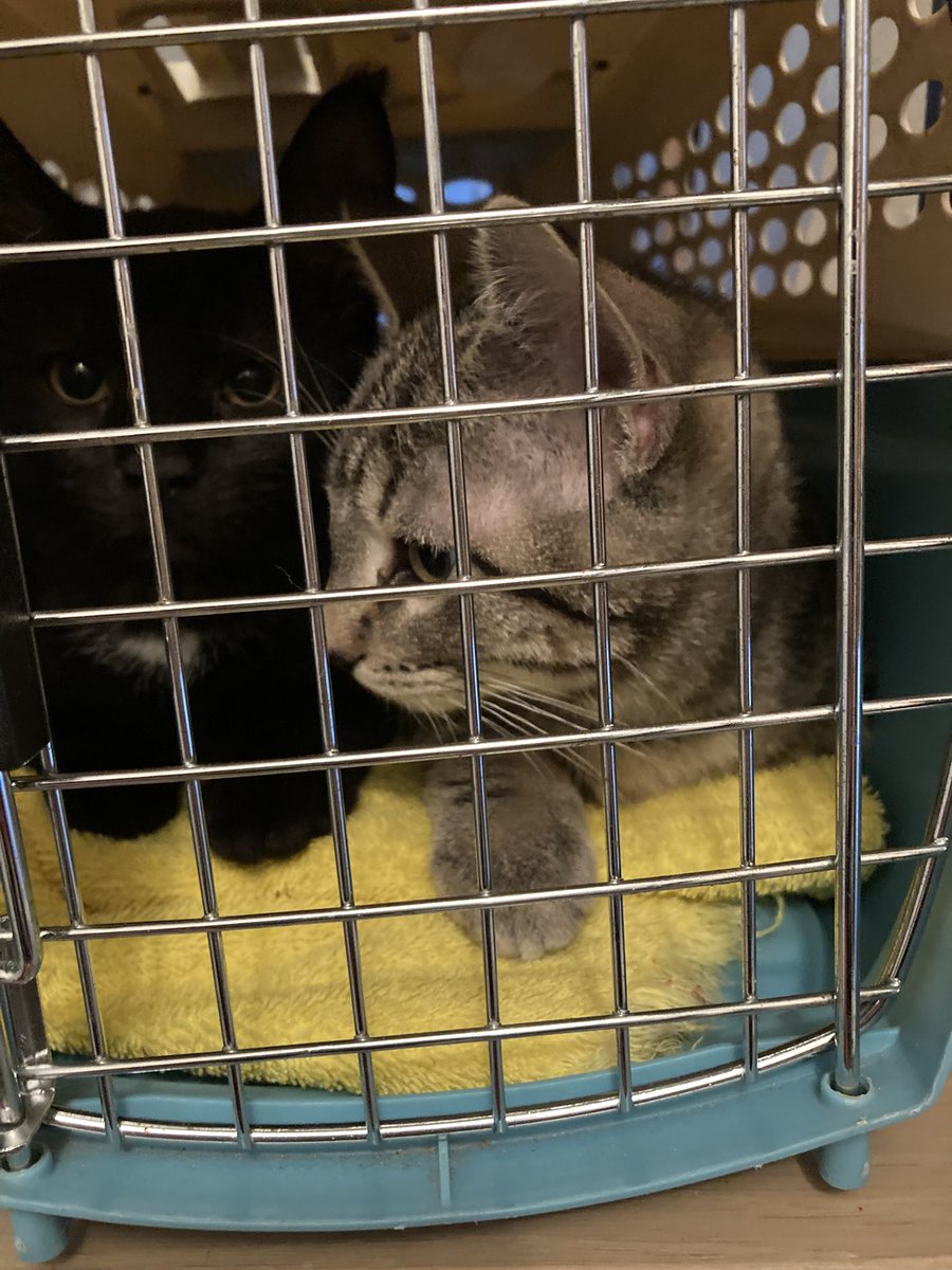 leet_muffin's tweet image. INTRODUCING: Varsho (stripey) and Clement . So far they are completely sweet and adorable and extremely well behaved active but not crazy. Max is very interested, but I’m keeping them separate for now. They’ve had a little mini introduction.@PickliciousF look!