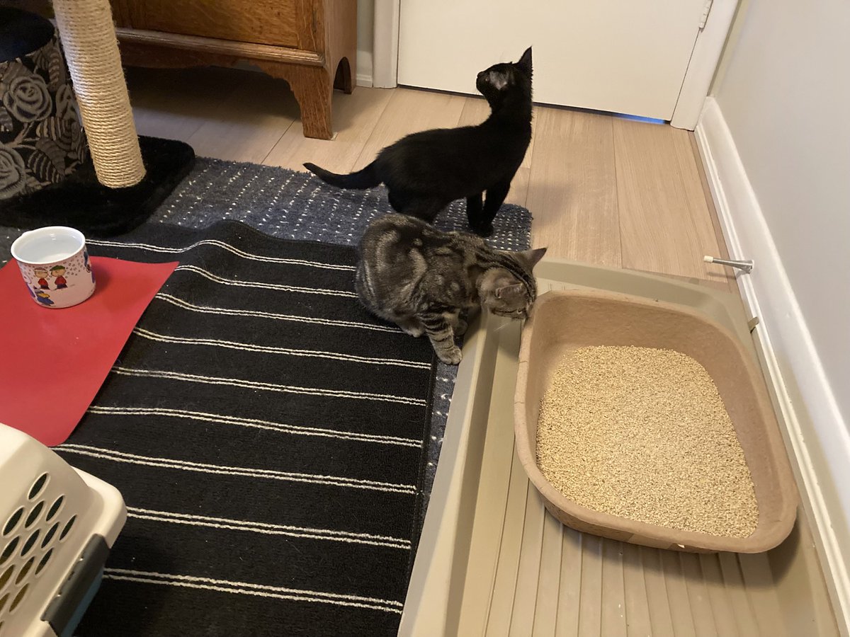 leet_muffin's tweet image. INTRODUCING: Varsho (stripey) and Clement . So far they are completely sweet and adorable and extremely well behaved active but not crazy. Max is very interested, but I’m keeping them separate for now. They’ve had a little mini introduction.@PickliciousF look!