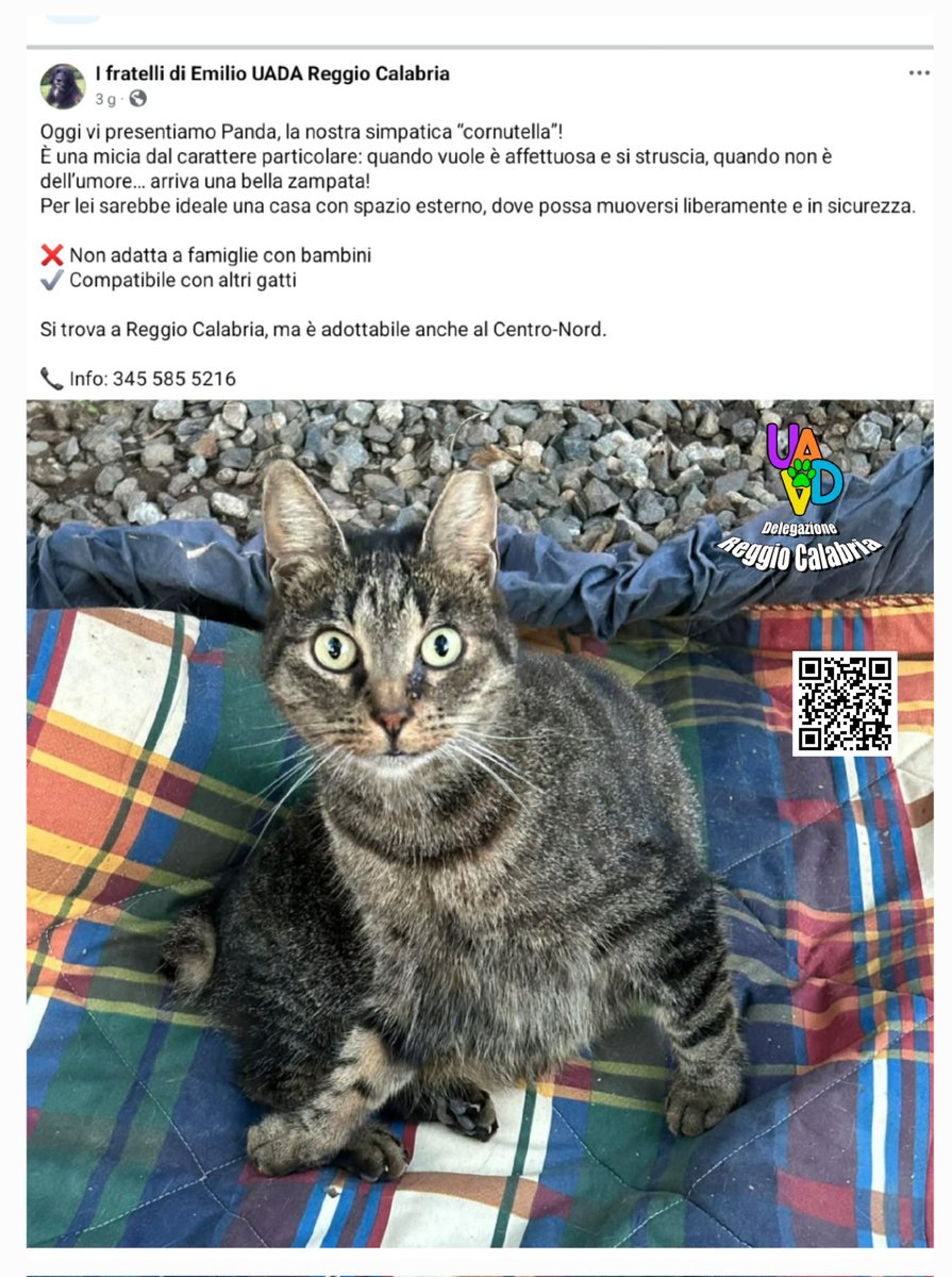 unonlus's tweet image. #Panda #cercafamiglia
Per lei sarebbe ideale una casa con spazio esterno, dove possa muoversi liberamente e in sicurezza.
🆘️🙏🏻
Si trova a Reggio Calabria, ma è adottabile anche al Centro-Nord.

📞 Info: 345 585 5216
#uadareggiocalabria