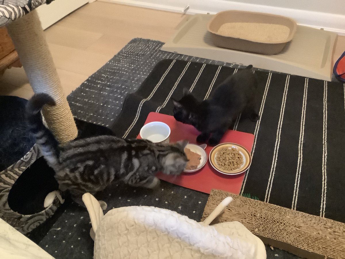 leet_muffin's tweet image. 