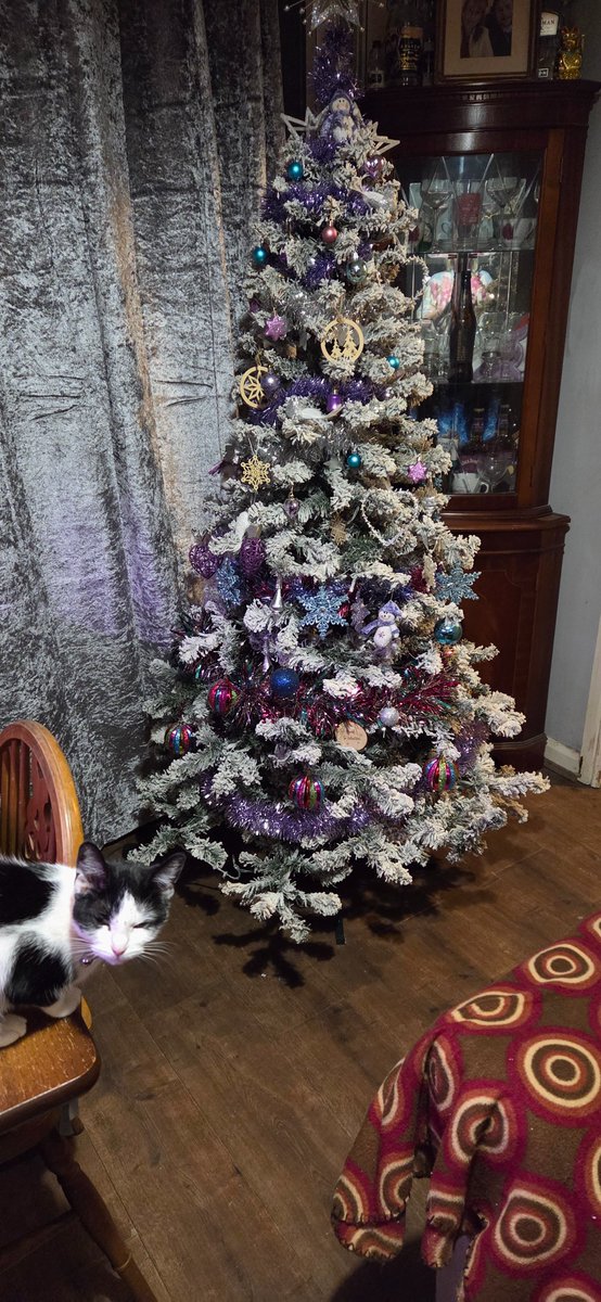 Sherlockbabe71's tweet photo. Christmas Vibes at The Littles 
#prayformytree #catversustree #Christmas2025 
Look at her face !! 🎄😻😺 https://t.co/F0cc8YtnLF