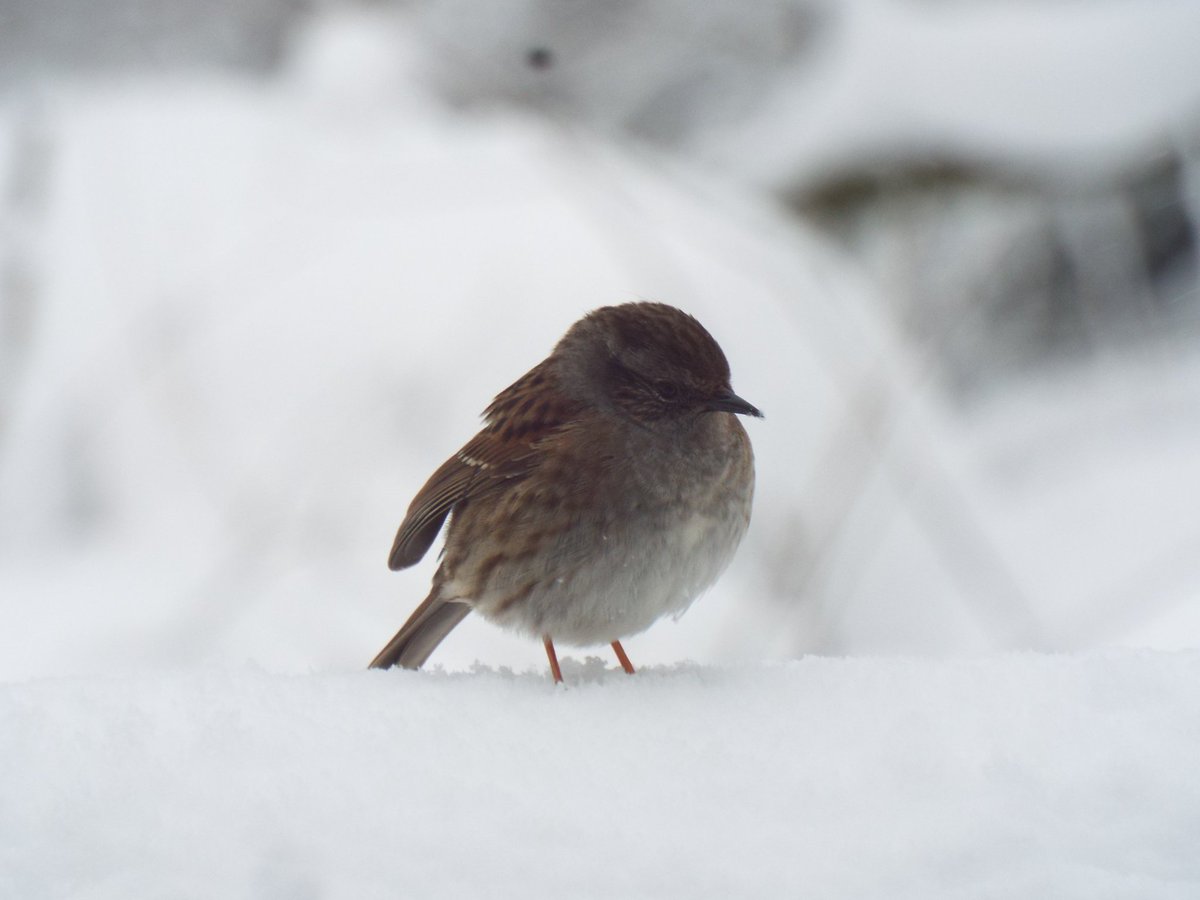 Time for music, thoughts &amp; prayer,
With 'Last Christmas' in the air,
Melodies of wine and song,
Tiz the season soon upon

Winter tales, hopeful eyes,
Hearts of magic gift surprise,
Christmas trees and mistletoe,
With a flicker flake of snow! 🌨

#vss365 #poem #poetry #last