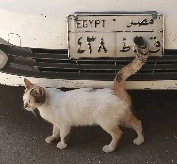 أ. مُحِب للجَمال. (@philocaaalist) on Twitter photo 