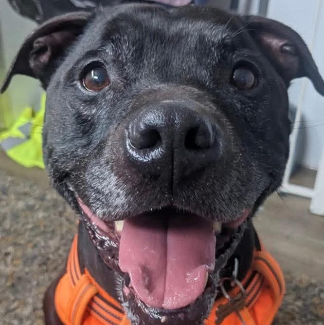 💙BRONSON 💙
Bronson may start off with a serious face, but give him a few moments…
and you’ll see the sweetest smile you’ve ever met 😍
This handsome senior is waiting for someone to love him as much as he loves belly rubs.
Apply for him here ⬇️
seniorstaffyclub.co.uk/adopt-a-staffy… #teamzay