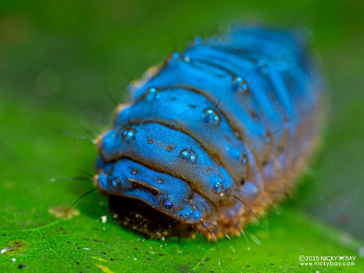 bugoclock's tweet image. ･*ʚ bug of the day: burnet moth caterpillar